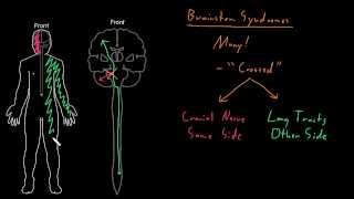 Syndrome Brainstem syndromes [upl. by Yssac232]