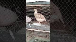 Birds Liver😍 viralvideo birds funnyanimals funnyanimals funnyvideo [upl. by Yanttirb]