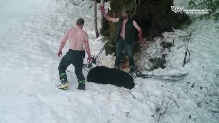 Father and Son Kill Hibernating Bear and Her Cubs [upl. by Quintessa]