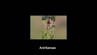 Ard Kansas [upl. by Anomas786]