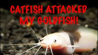 Catfish attacked my goldfish [upl. by Sybley]