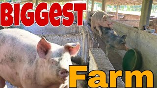 Biggest Pig Farm🐷🏠  Pig Farm 2024  🐷🌱 HighTechPigfarm [upl. by Wilson]