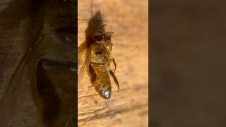 Preventing Wonky Comb amp Why Flow Hive doesn’t provide foundation Pt 2 flowhive beekeeping bees [upl. by Meil]