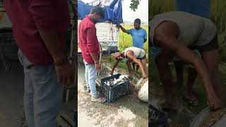 fishingvideo fishing fishingfood seafood bigfish fish fishcutting villagefish fishseafood [upl. by Laehcym]