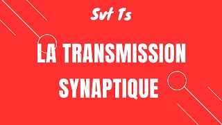 Cours Svt TS la transmission synaptique [upl. by Purity]