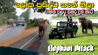 ලෝක ප්‍රසිද්ධ කනේහිලා වාහන තලන හැටි female elephant attack to cars kanehila attack elephant [upl. by Eal]