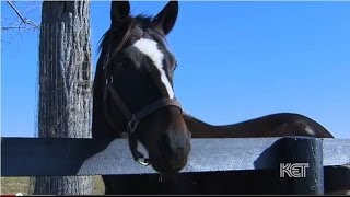 Zenyatta Thoroughbred Racehorse  Kentucky Life  KET [upl. by Tormoria]