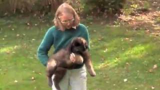 LEONBERGER TEMPERAMENT [upl. by Schafer]