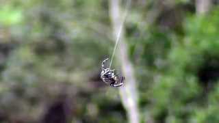 Darwins Bark spider bridging [upl. by Noni]