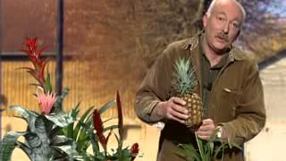 10Bouturer un ananas [upl. by Attlee]