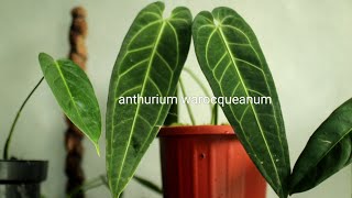 anthurium warocqueanum tips dan trik perawatan anthurium warocqueanum [upl. by Ainek345]