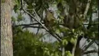 New Orleans HighSpeed Airboat Swamp Tours [upl. by Acinat]