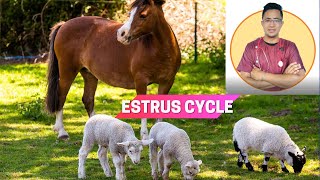 VET ENDO  Reproductive Cyclicity Types of Estrous Cycle  Student Output [upl. by Batish]