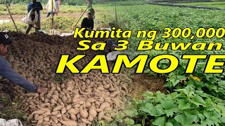 KAMOTE FarmingPaano Magtanim at MaganiMagkano Kikitain kamotefarm kumikitangkabuhayan bukid [upl. by Aicnerolf]