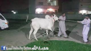 New Bull Unloading At Mani Cattle Farm  Shooter 2  MASHALLAH [upl. by Letram136]