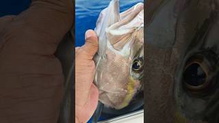 Almaco jack fishing laguaira venezuela xtremefisherman [upl. by Evelunn]