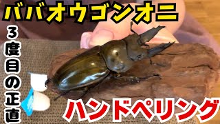 【３度目の正直？】ババオウゴンオニペアリング！【久しぶりのクワカブ投稿】 [upl. by Balthazar737]