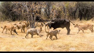 10 Momentos En Los Que Leones ATACAN Sin Piedad A Su Presa [upl. by Enyleve292]