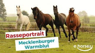 Das Mecklenburger Warmblut im Rasseportrait [upl. by Atilahs]