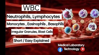 White Blood Cells  Neutrophils  Lymphocytes  Monocytes  Eosinophils  Basophils  IG  MLT [upl. by Zaragoza]