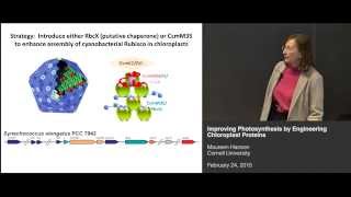 Maureen Hanson  Improving photosynthesis by engineering chloroplast proteins [upl. by Sutsugua]