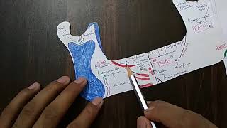 Mandible bone 4 Muscles and Ligaments attachment  TCML [upl. by Lexerd]