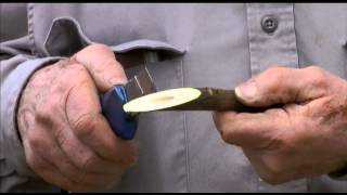 How to perform whip grafting of walnuts  UCANR [upl. by Tristram106]