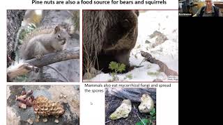 Native Mycorrhizal Fungi and Whitebark Pine Restoration [upl. by Yarw508]