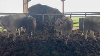 6 head of Charolais and Charolais Cross Bred Cows 0506  Cattle for sale [upl. by Amzaj]