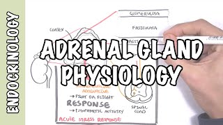 Endocrinology  Adrenal Gland Hormones [upl. by Jaquenetta260]