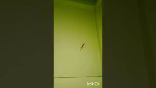 lizard sound lizardlove gecko animals youtube video amazinglizardindian video yt ytshorts [upl. by Anawd58]