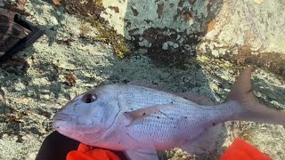 Kawakawa Bay fishing  Rock fishing  Nz fishing adventure 2 [upl. by Folberth24]