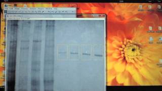 Using ImageJ to quantify protein bands on a PAGE gel [upl. by Notneiuq]