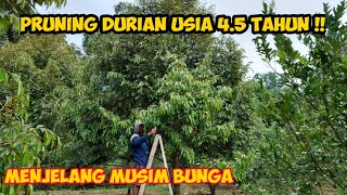 CARA PERAWATAN DURIAN USIA 45 TAHUN‼️ MENJELANG MUSIM BUNGA 💯⁉️ [upl. by Finah]