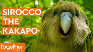 Sirocco the Kakapo Gets Frisky with Mark Carwardine  Last Chance to See [upl. by Boyes]