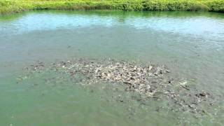 ฟาร์มปลาดุก Catfish Farm in Thailand 1080HD [upl. by Skcirdnek845]