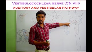 Vestibulocochlear nerve CN VIII Anatomy and auditory and vestibular pathway  Made easy [upl. by Harmony]