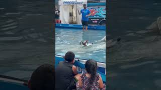 Twiggy the water skiing squirrel fyp shorts chattanooga tennessee cute fun family happiness [upl. by Solis965]