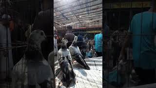 ShortsReelsAfsanGrizzlePigeons sikderpigeonbd foryou dove birds parrot pigeons animals [upl. by Oirobil245]