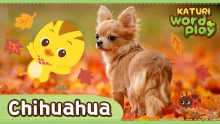 Chihuahua   Katuri Word Play  Learn Animals  Animals for kids to learn [upl. by Zuleika]