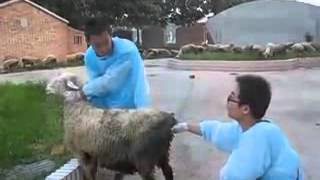 KX5100V Veterinary Ultrasound using in rectal examination of the sheep [upl. by Bergerac596]