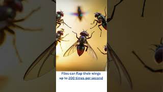 Shocking Fly Facts Fun amp Dangerous [upl. by Aiekan]