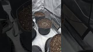 Day 8  9 plants in 7 gallon pots Roots Organic Original soil [upl. by Marilin]