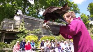 Cotwolds Falconry Centre Flying The Birds [upl. by Iramohs]