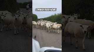 Cornish commute home shorts sheep [upl. by Craven95]