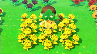 When You Learn How To Grow Rare Gold Roses in Animal Crossing New Horizons [upl. by Ellehcear]