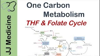 One Carbon Metabolism  Tetrahydrofolate and the Folate Cycle [upl. by Viviene421]