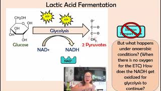 Lactic Acid amp Alcoholic Fermentation [upl. by Aisilef]