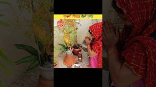 तुलसी विवाह कैसे करेंHow to do Tulsi Vivah। tulsi vivah kaise kare😱😱 shorts tulsivivah viral [upl. by Eihctir]