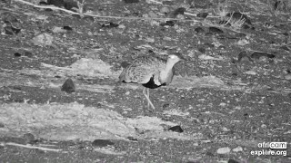 Redcrested Korhaan picks up small particles Rosies Pan Oct 20 2024 225 AM SAST exploreorg [upl. by Ashil]